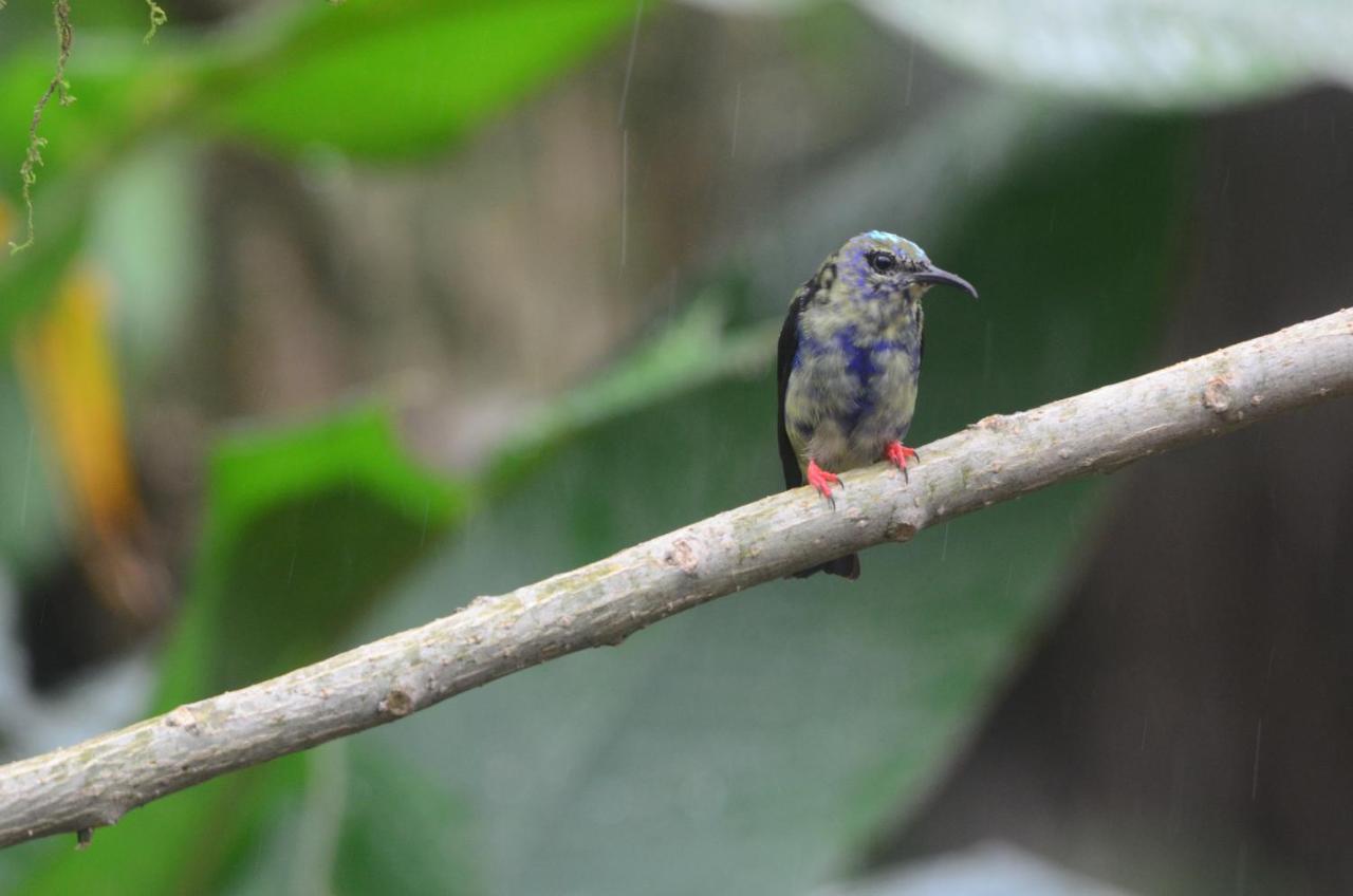 Birds & Breakfast Costa Rica Bed & Breakfast *