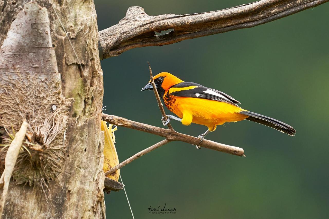 Birds & Breakfast Costa Rica La Tigra (San Carlos)