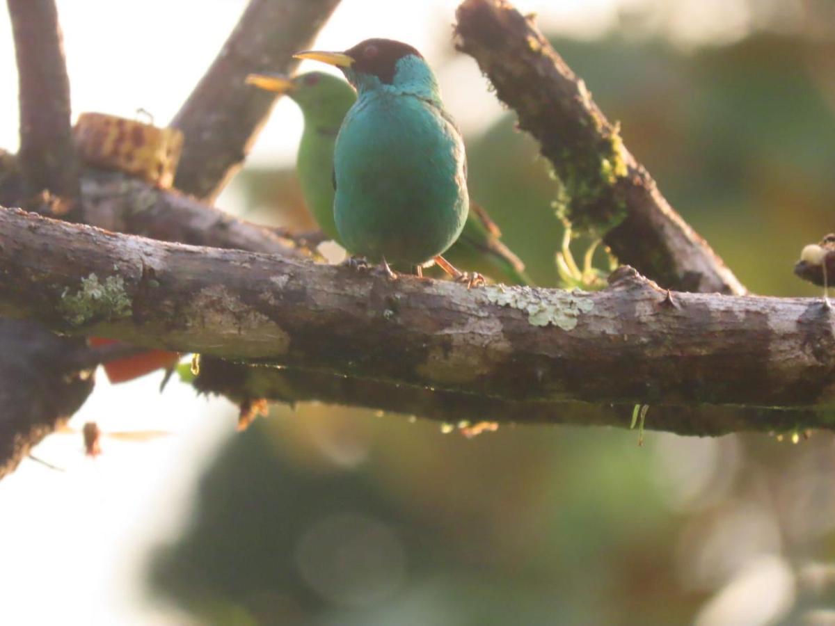 Birds & Breakfast Costa Rica *