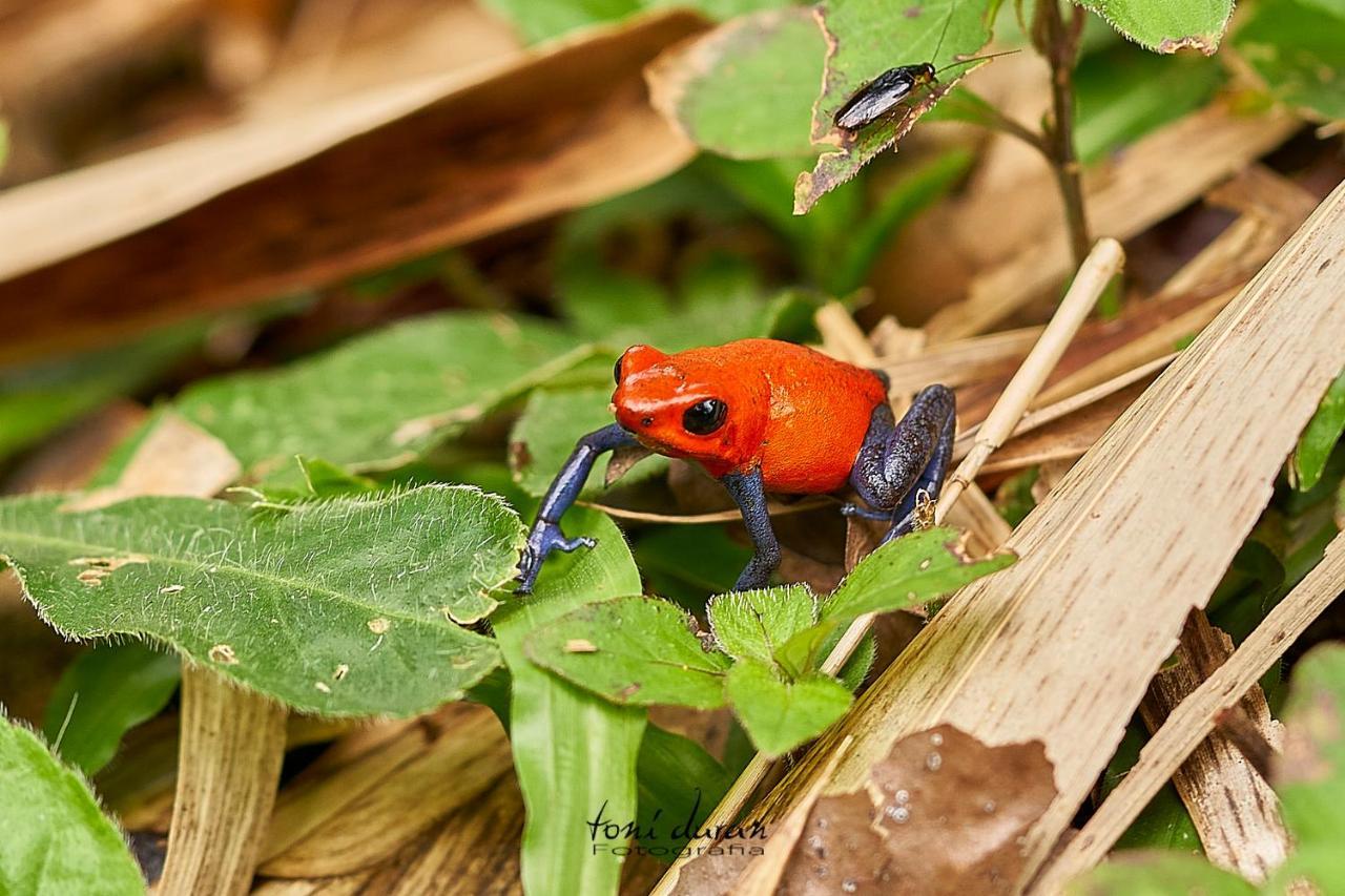 Birds & Breakfast Costa Rica Bed & Breakfast La Tigra (San Carlos)